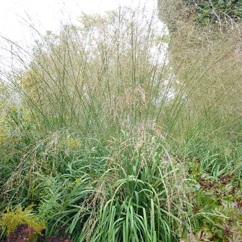 Molinia caerulea subsp. arundinacea Transparent (Plant habit)