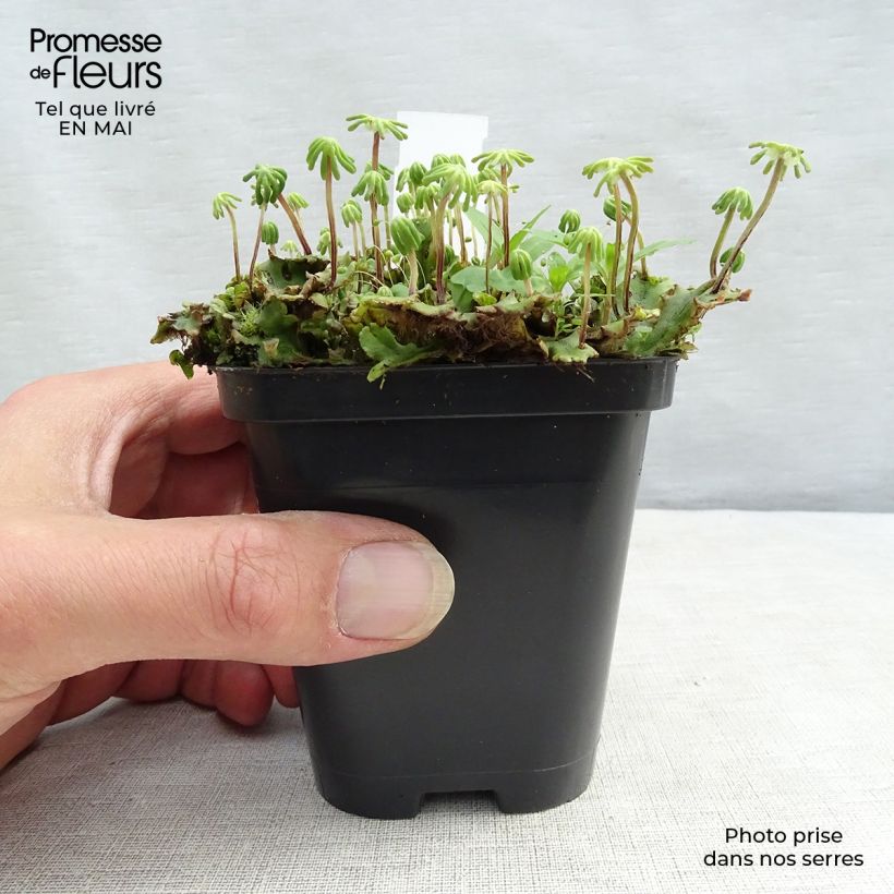 Example of Molinia caerulea subsp. caerulea Heidebraut Vasetto da 8/9 cm as you get in printemps