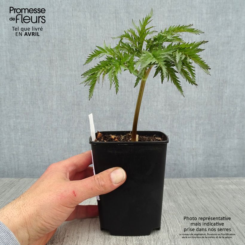 Molopospermum peloponnesiacum - Cicutaria del Peloponneso Vasetto da 8/9 cm esemplare consegnato in primavera