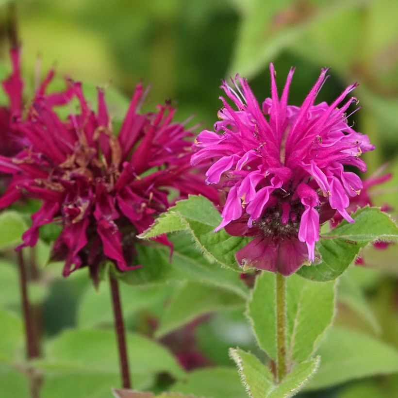Monarda Bee-True - Monarda (Fioritura)