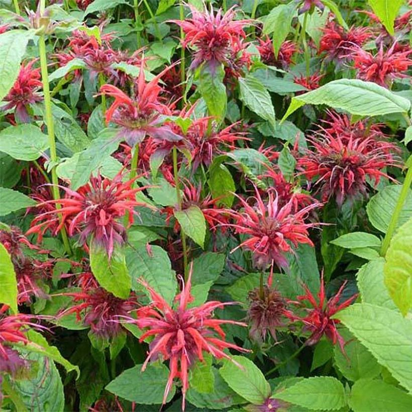 Monarda Cambridge Scarlet - Monarda (Flowering)