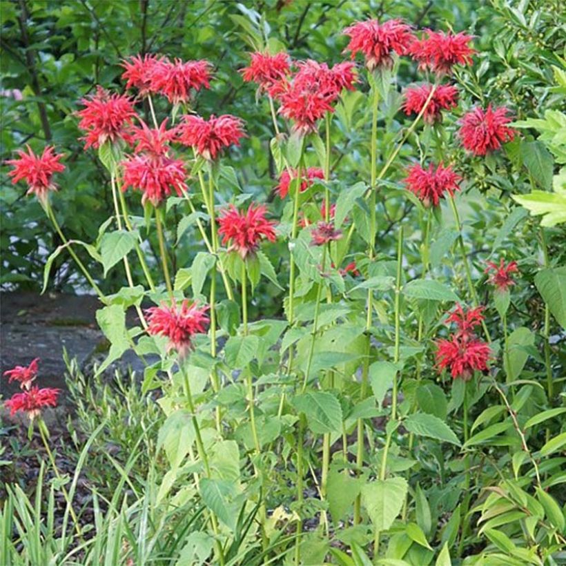 Monarda Cambridge Scarlet - Monarda (Plant habit)