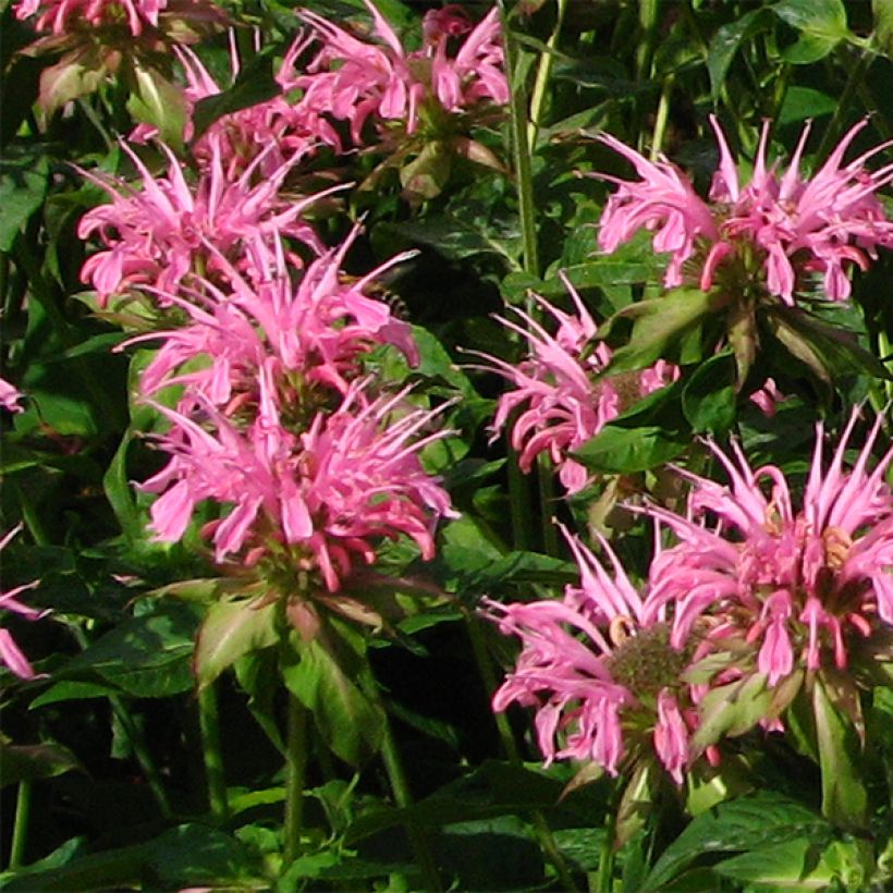 Monarda didyma Croftway Pink - Monarda (Fioritura)