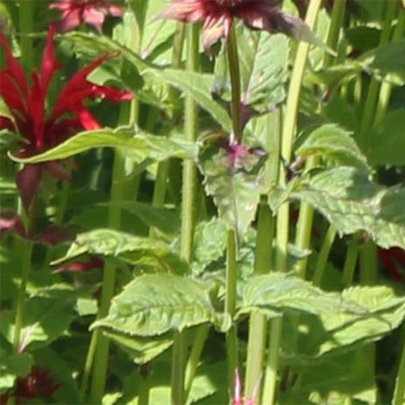 Monarda Gardenview Scarlet - Monarda (Foliage)
