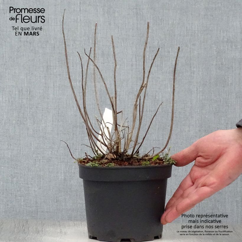 Example of Monarda Gardenview Scarlet - Monarda Vaso da 2L/3L as you get in printemps