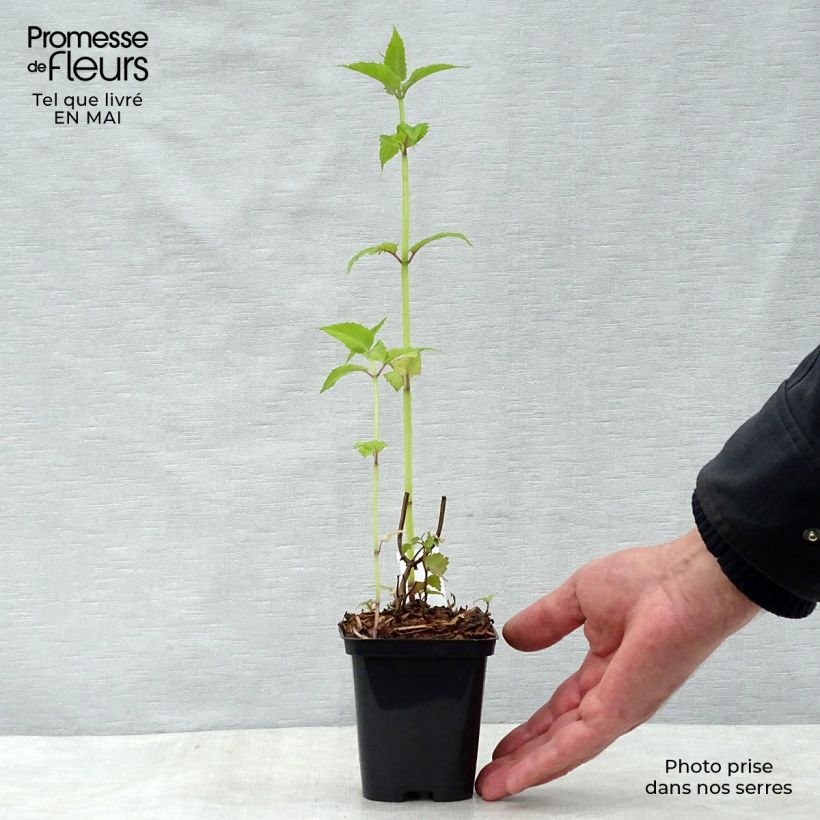 Example of Monarda Gardenview Scarlet - Monarda Vasetto da 8/9 cm as you get in printemps