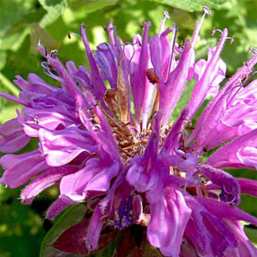 Monarda fistulosa Tetraploid (Flowering)