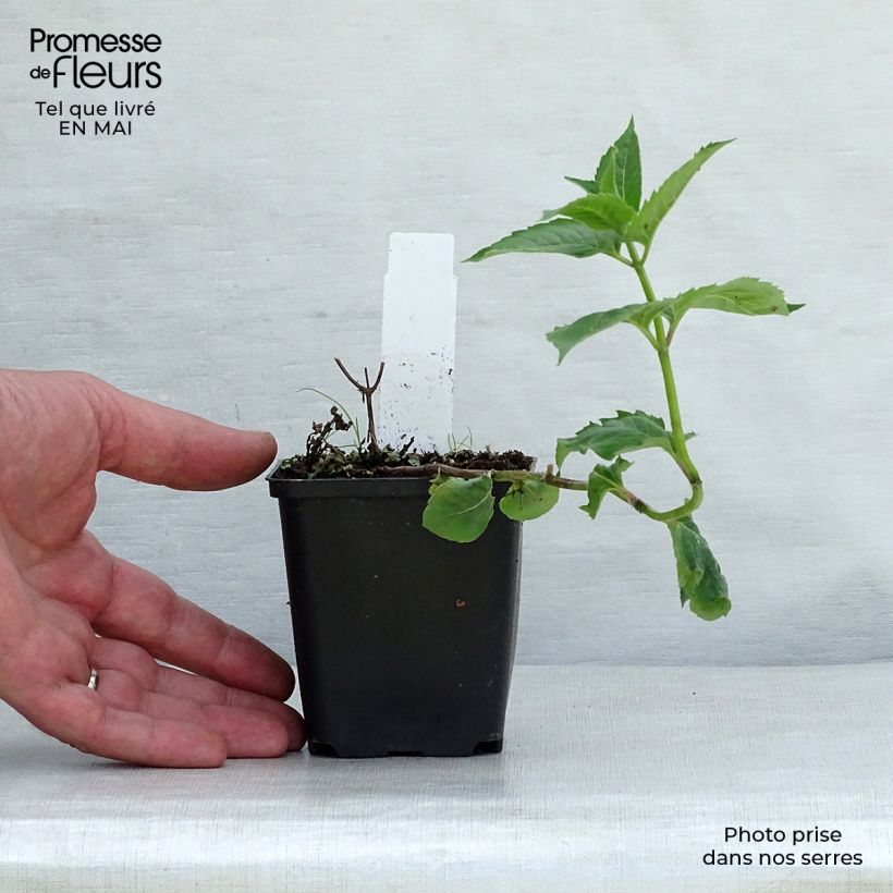 Example of Monarda fistulosa Tetraploid Vasetto da 8/9 cm as you get in printemps