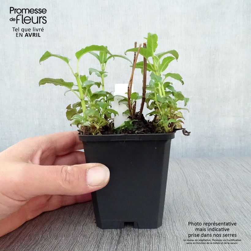 Monarda Beauty of Cobham - Monarda Vasetto da 8/9 cm esemplare consegnato in primavera