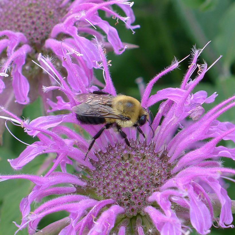 Monarda Blaustrumpf - Monarda (Fioritura)