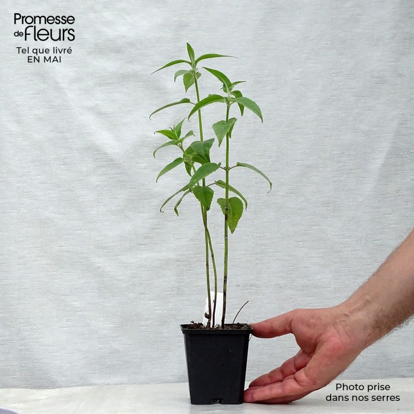 Monarda Blaustrumpf - Monarda Vasetto da 8/9 cm esemplare consegnato in primavera