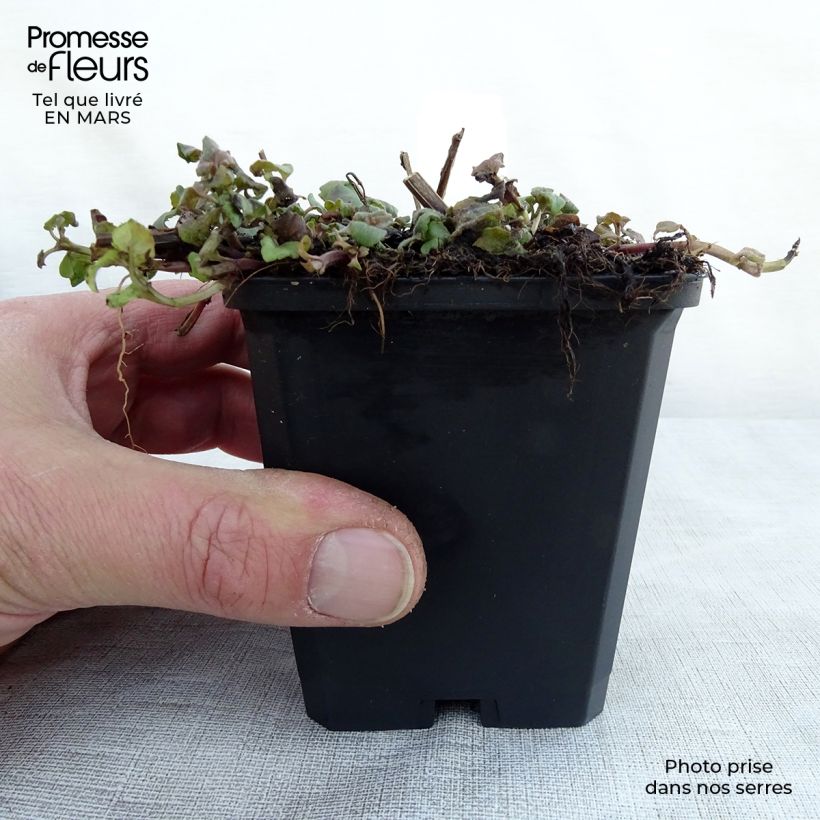 Example of Monarda Cambridge Scarlet - Monarda Vasetto da 8/9 cm as you get in printemps