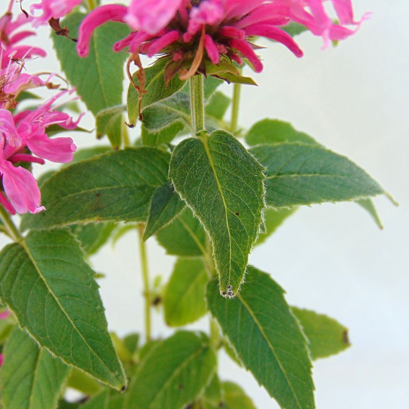 Monarda didyma Cranberry Lace - Monarda (Foliage)