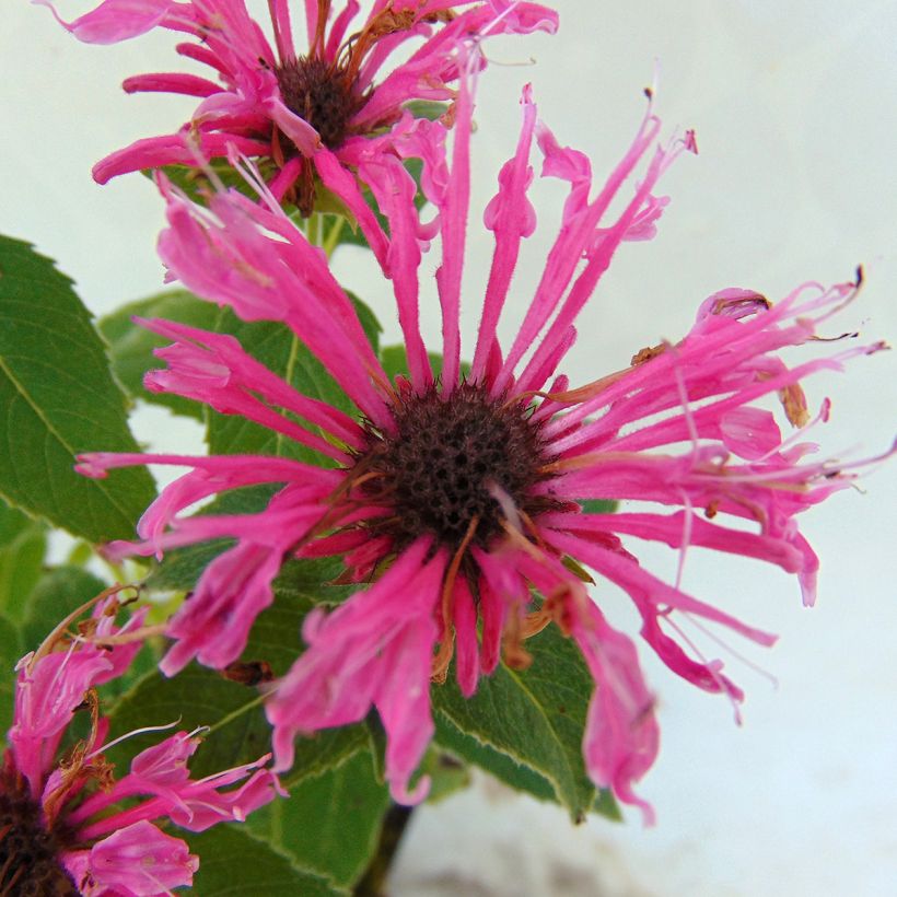 Monarda didyma Cranberry Lace - Monarda (Flowering)