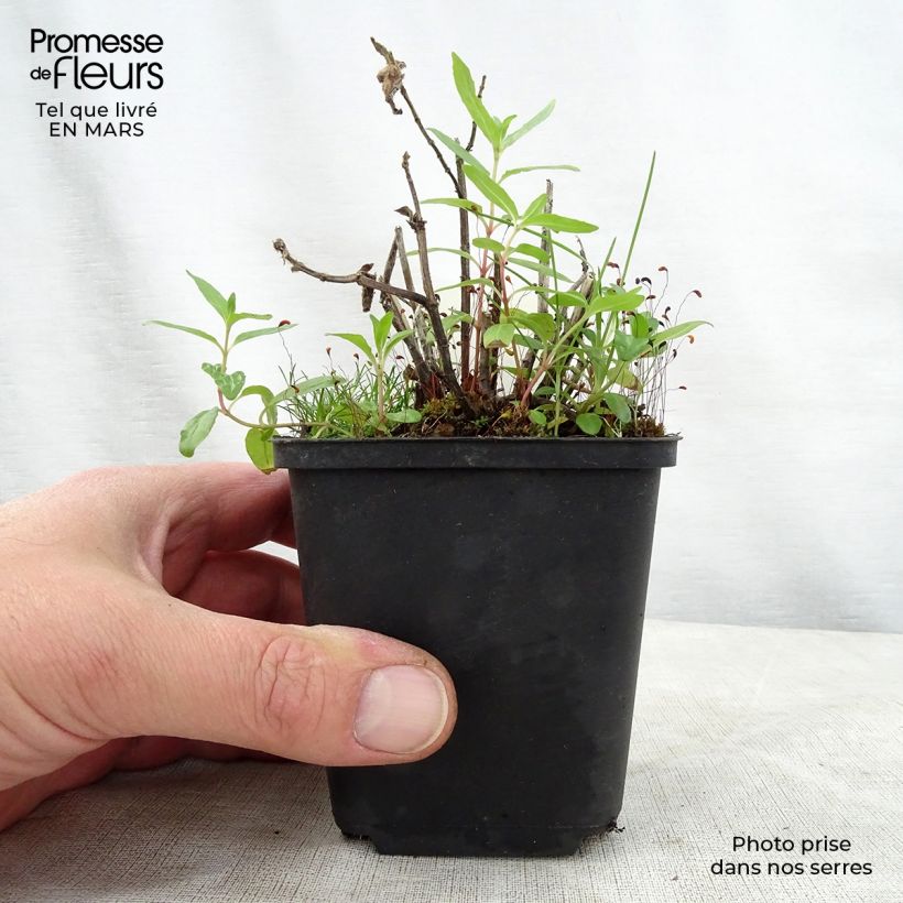 Example of Monarda didyma Cranberry Lace - Monarda Vasetto da 8/9 cm as you get in printemps