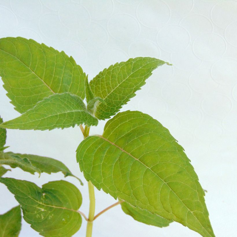Monarda didyma Croftway Pink - Monarda (Fogliame)