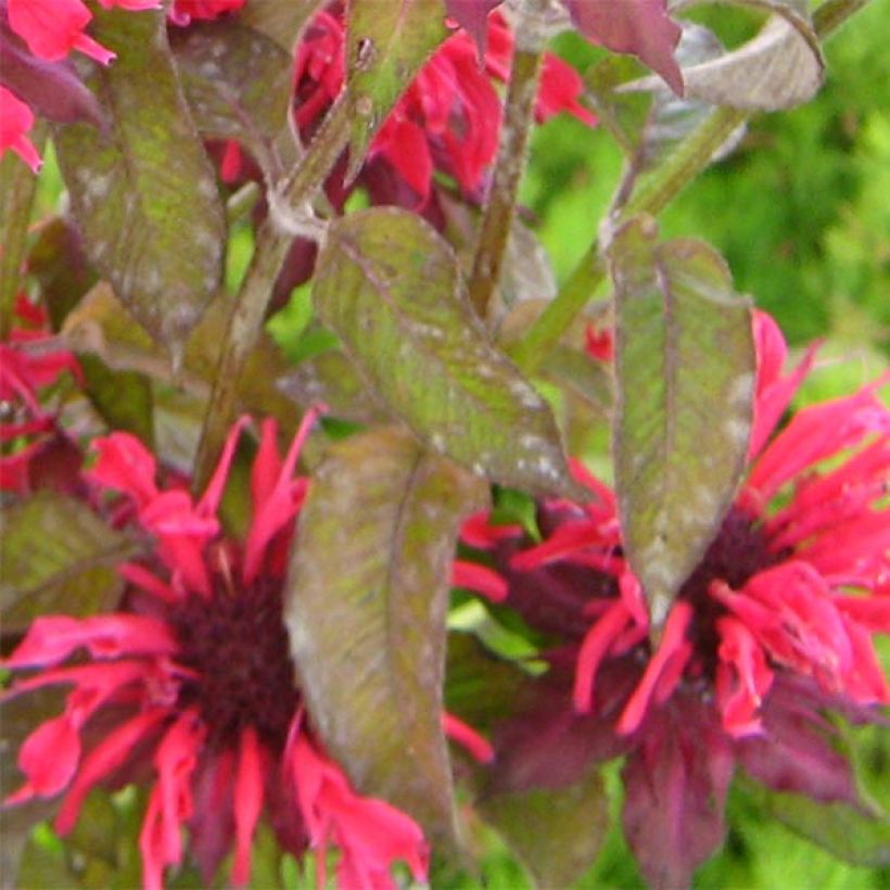 Monarda x fistulosa Feuerschopf - Monarda (Fogliame)