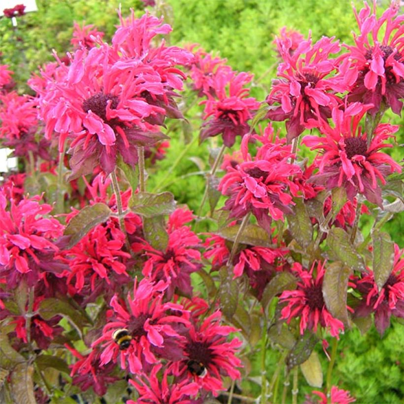Monarda x fistulosa Feuerschopf - Monarda (Fioritura)
