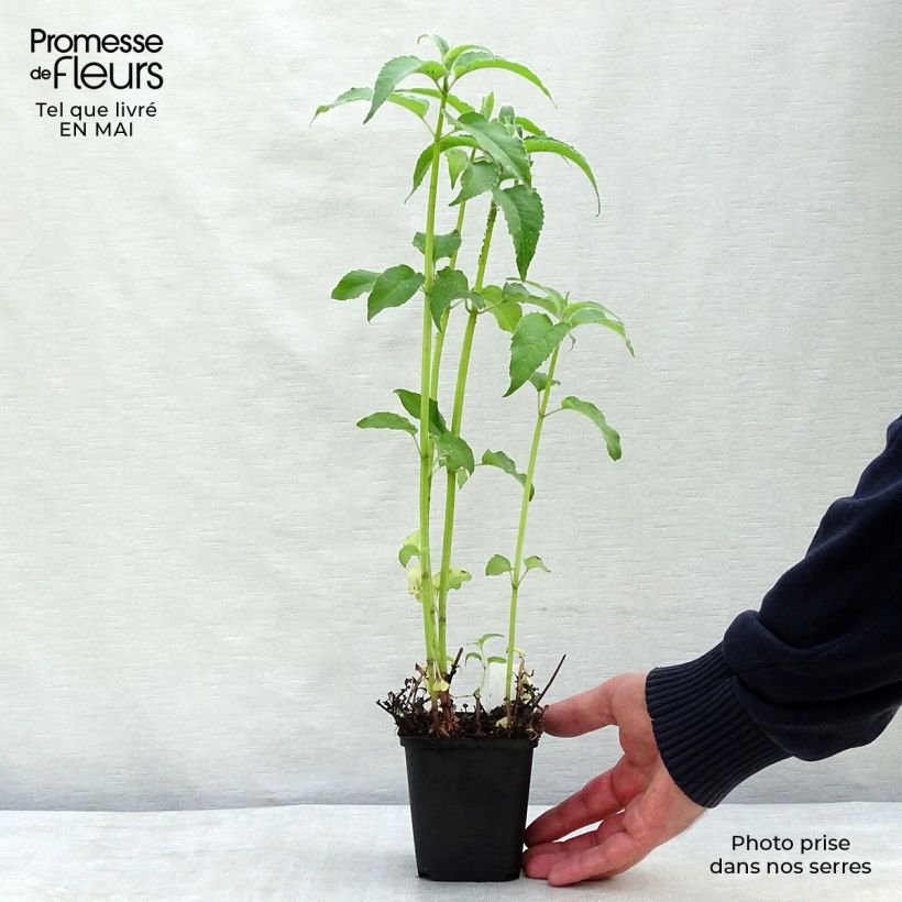 Monarda x fistulosa Feuerschopf - Monarda Vasetto da 8/9 cm esemplare consegnato in primavera