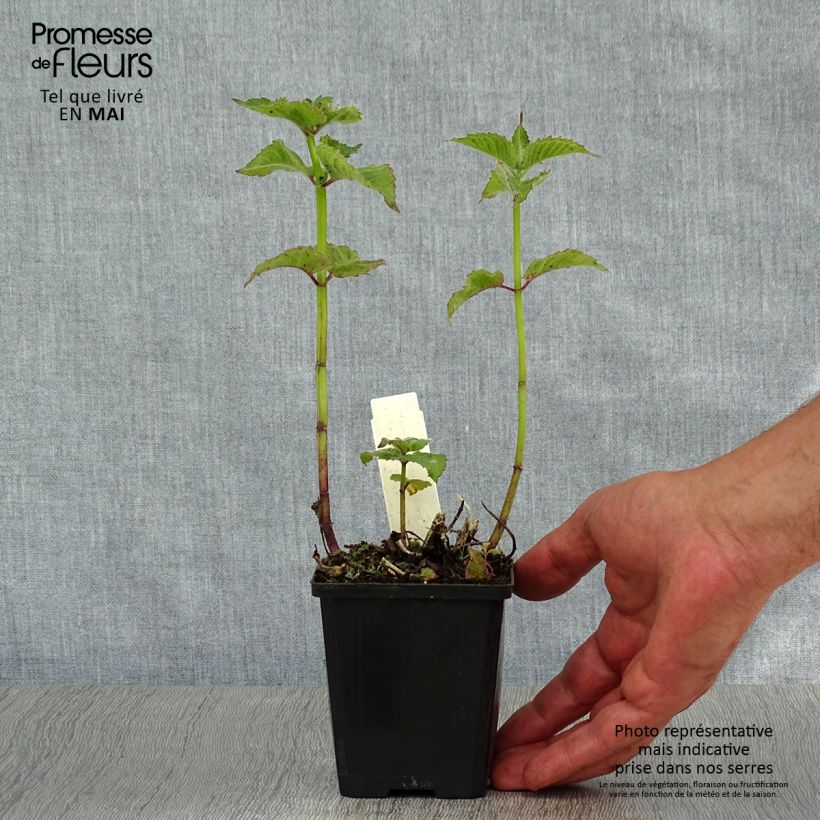 Monarda Fireball - Monarda Vasetto da 8/9 cm esemplare consegnato in primavera