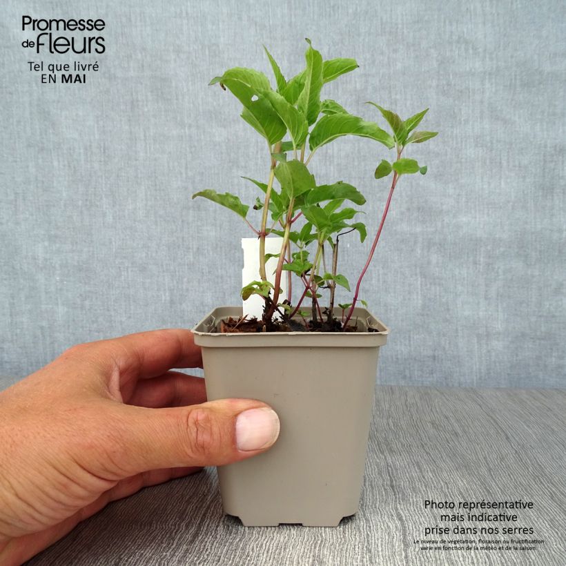 Monarda Heidelerche - Monarda Vasetto da 8/9 cm esemplare consegnato in primavera