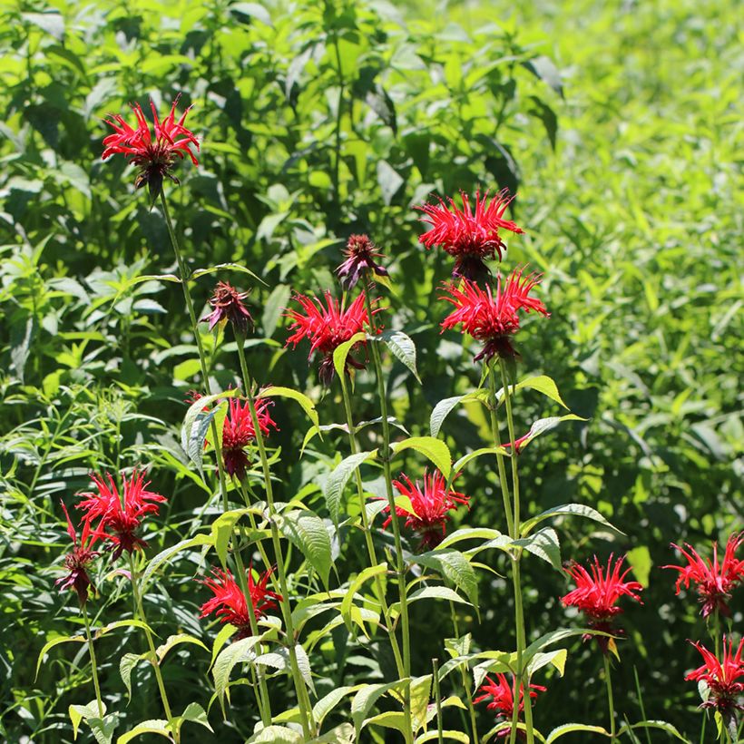 Monarda Jacob Cline - Monarda (Plant habit)