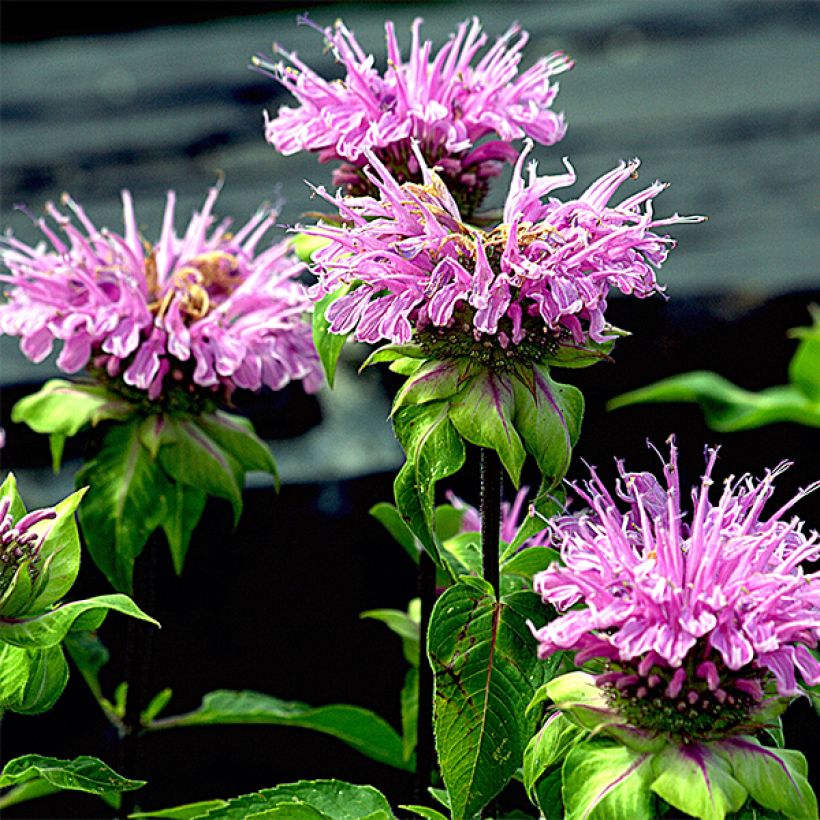 Monarda Melissa - Monarda (Fioritura)