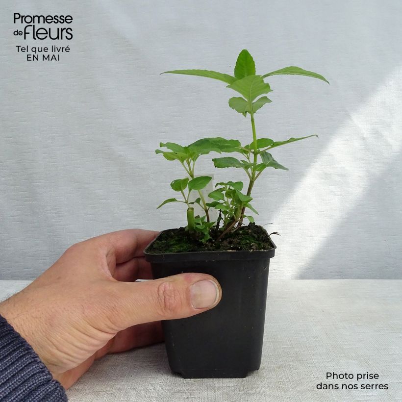 Monarda Melissa - Monarda Vasetto da 8/9 cm esemplare consegnato in primavera