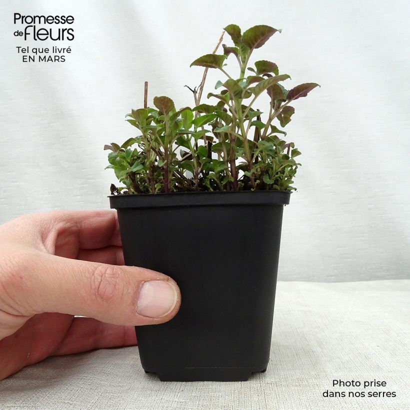 Example of Monarda Mohawk - Monarda Vasetto da 8/9 cm as you get in printemps