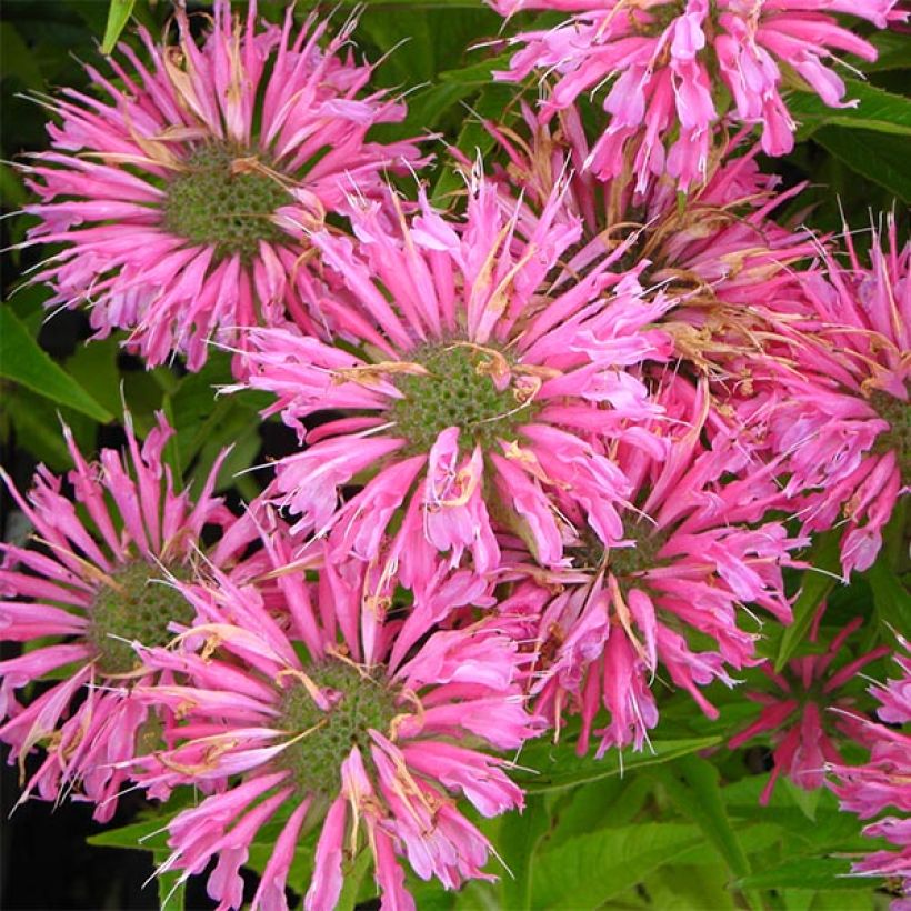 Monarda didyma Pardon My Pink - Monarda (Fioritura)