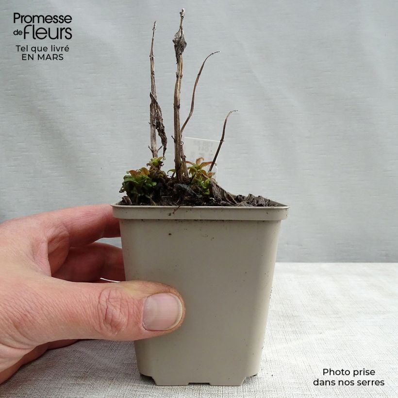 Example of Monarda Pink Lace Vasetto da 7/8 cm as you get in printemps