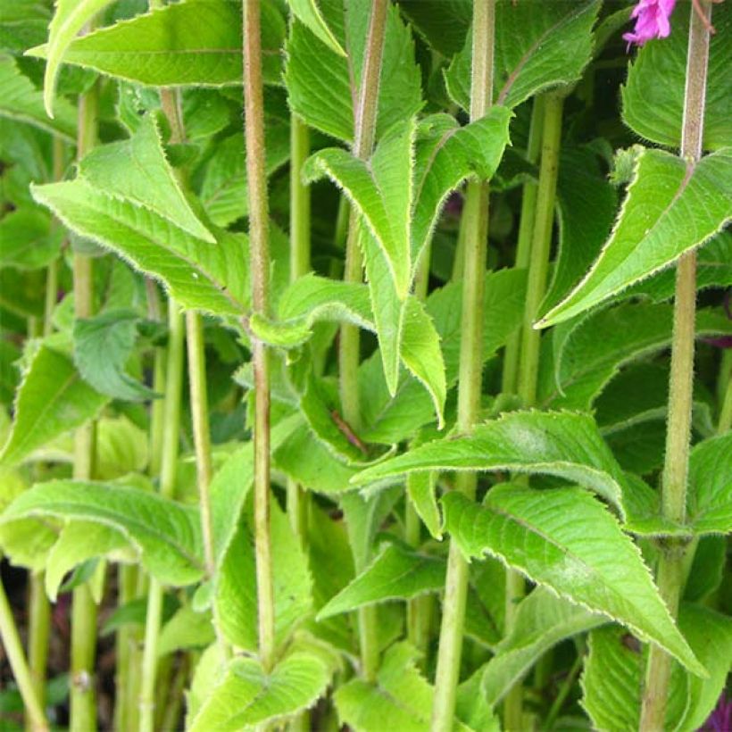 Monarda Purple Lace (Foliage)