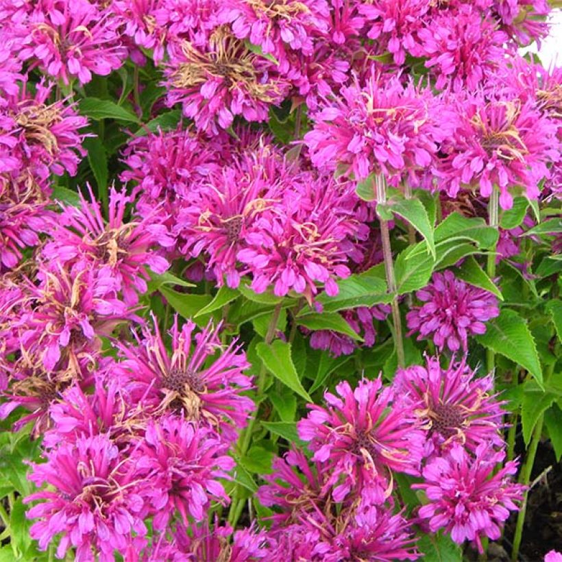 Monarda Purple Lace (Flowering)