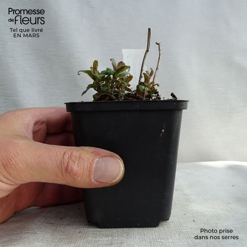 Example of Monarda Purple Lace Vasetto da 8/9 cm as you get in printemps