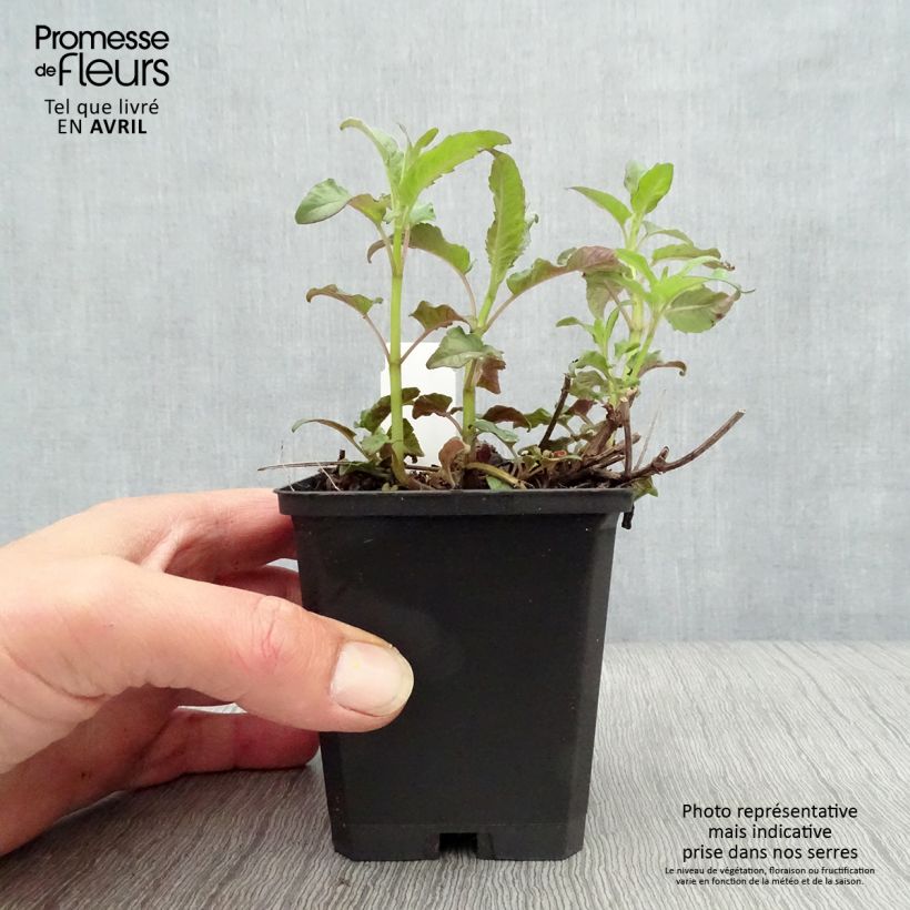 Example of Monarda Scorpion Vasetto da 8/9 cm as you get in printemps