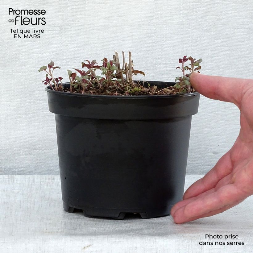 Monarda Scorpion Vaso da 2L/3L esemplare consegnato in inverno