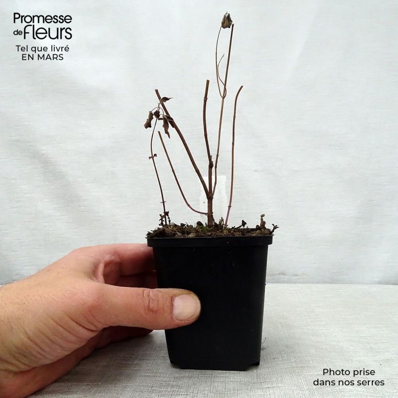 Example of Monarda fistulosa subsp.menthifolia - Monarda Vasetto da 8/9 cm as you get in printemps