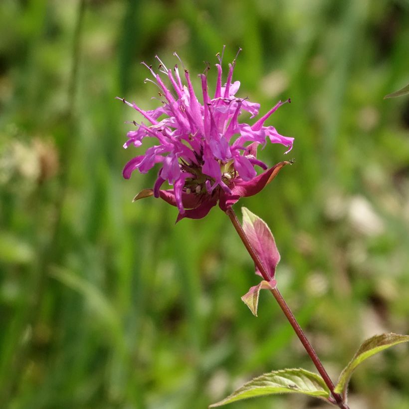 Monarda fistulosa subsp.menthifolia - Monarda (Fioritura)