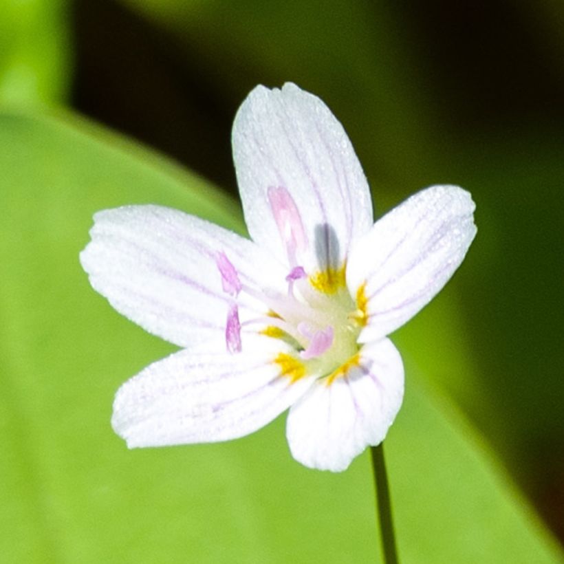 Claytonia sibirica Alba (Fioritura)