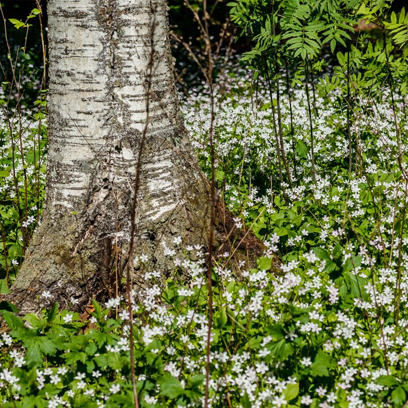 Claytonia sibirica Alba (Porto)