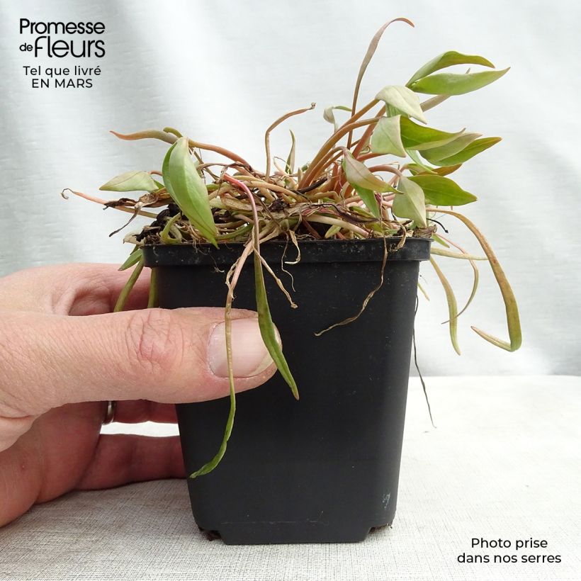 Example of Claytonia sibirica Vasetto da 8/9 cm as you get in printemps