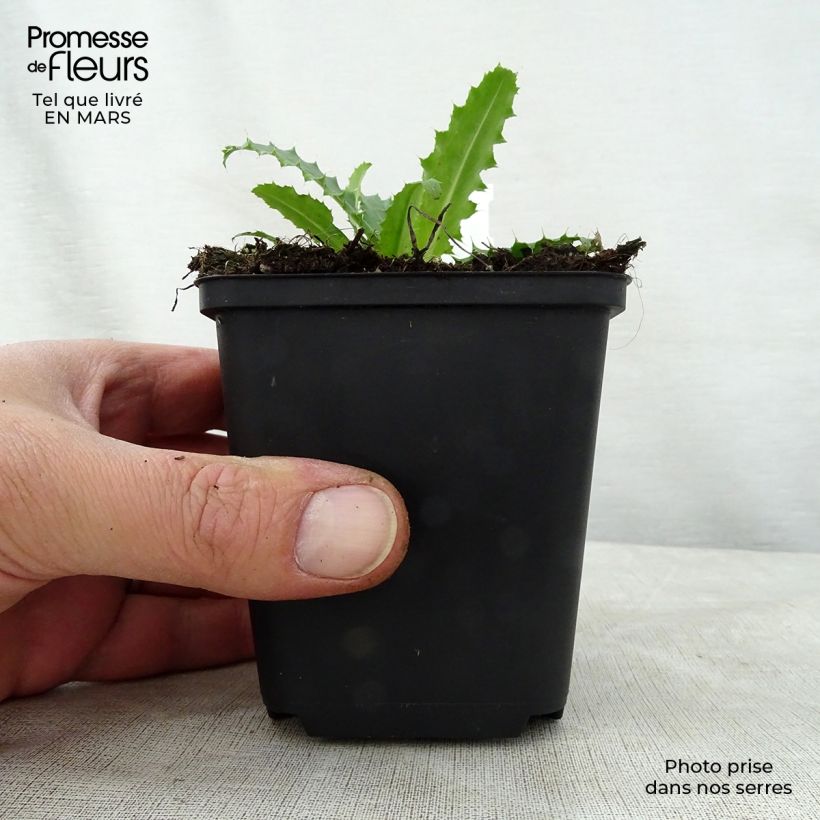 Example of Morina longifolia Vasetto da 8/9 cm as you get in printemps