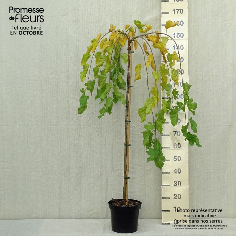 Esemplare di Gelso comune Pendula Vaso da 7,5L/10L, Vaso impalcato come consegnato in autunno
