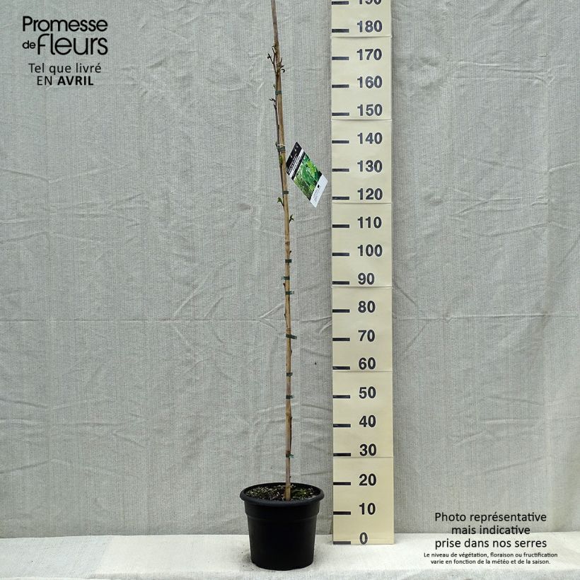 Morus kagayamae - Gelso di Kagayama Vaso da 7,5L/10L esemplare consegnato in primavera