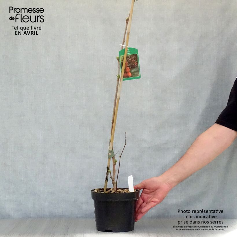 Morus nigra - Gelso nero Vaso da 1,5L/2L esemplare consegnato in primavera