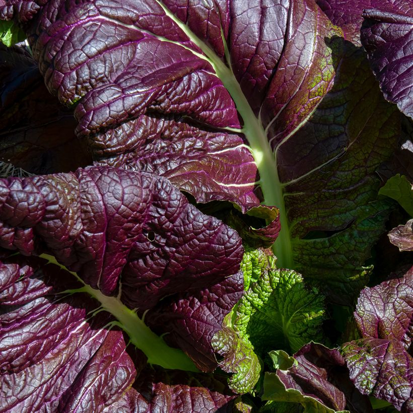 Senape rossa Red Giant Bio - Ferme de Sainte Marthe (Foliage)