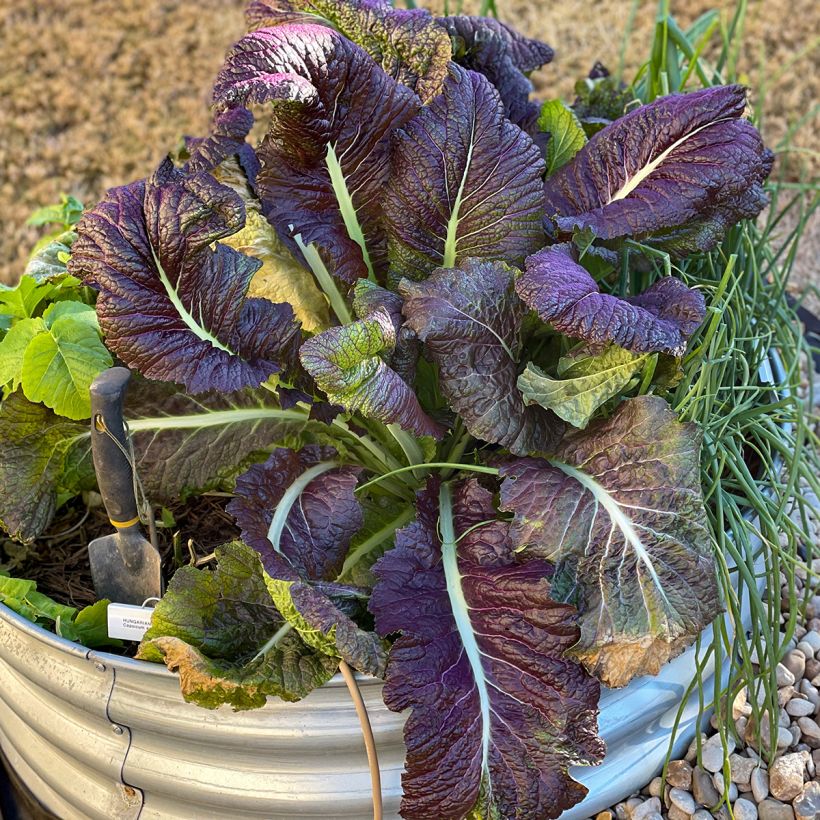 Senape rossa Red Giant Bio - Ferme de Sainte Marthe (Plant habit)