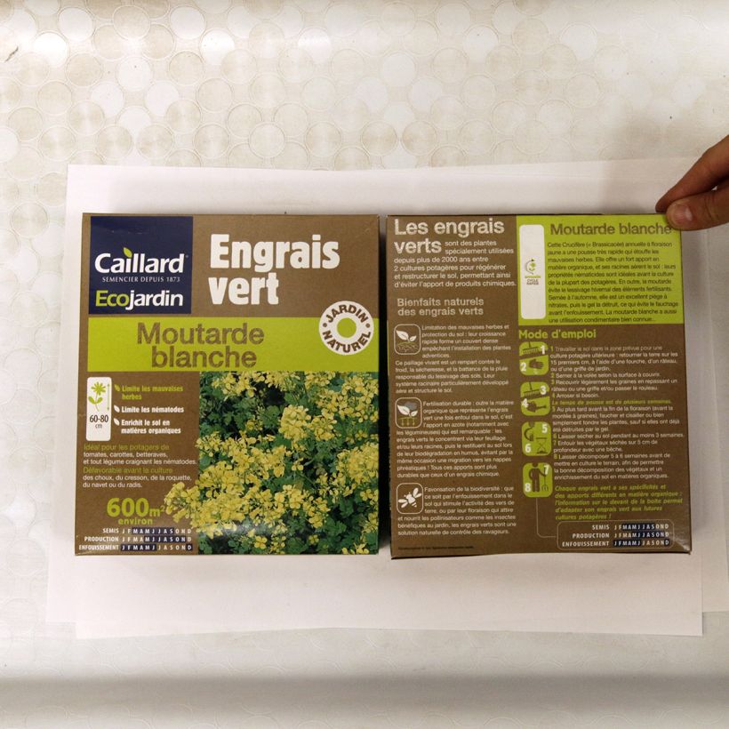 Esempio di esemplare Sinapis alba - Senape bianca Semi come consegnato