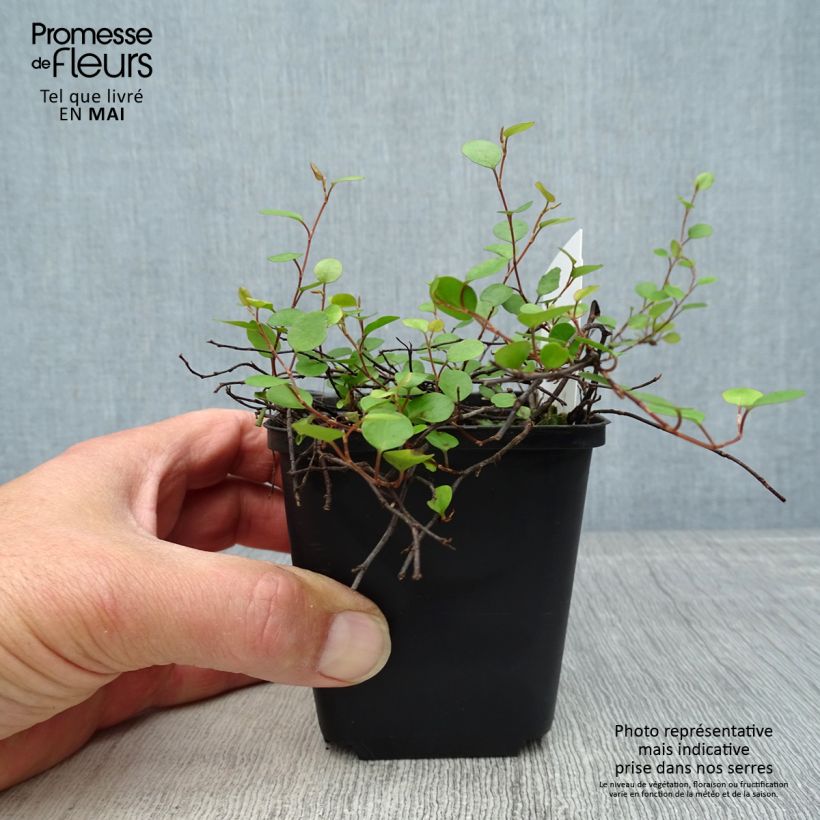 Muehlenbeckia axillaris Vasetto da 8/9 cm esemplare consegnato in primavera