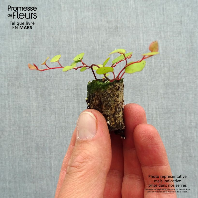 Muehlenbeckia complexa Golden Girl mini zolla... esemplare consegnato in primavera